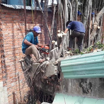 Dịch vụ chặt cây xanh 